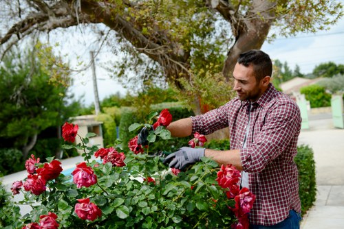 Professional garden maintenance in Newcross for a clean outdoor space